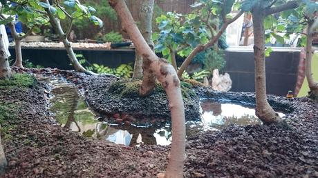 Diorama con Acers Campestres  : 11  El rio funciona