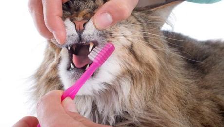 La gingivitis en los gatos 