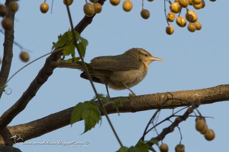 Ratona grande (Thrush-like Wren) Campylorhynchus turdinus