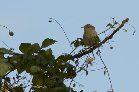 Ratona grande (Thrush-like Wren) Campylorhynchus turdinus