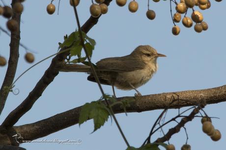 Ratona grande (Thrush-like Wren) Campylorhynchus turdinus