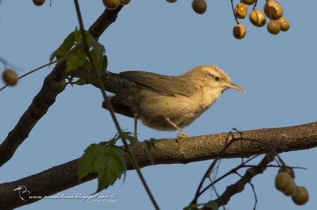 Ratona grande (Thrush-like Wren) Campylorhynchus turdinus