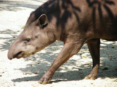 Tapir Flicrk Emran Kassim