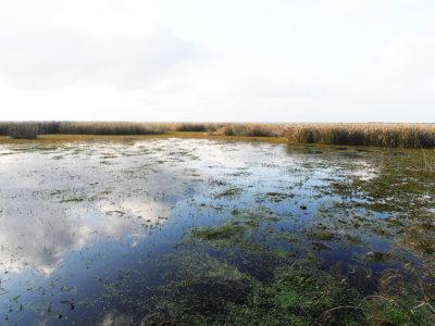 La biodiversidad que se pierde no deja huellas sino vacío
