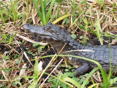 La biodiversidad que se pierde no deja huellas sino vacío