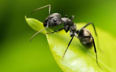 ¿Cuánto tiempo viven las hormigas?