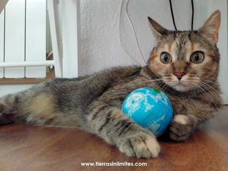 gato bola mundo