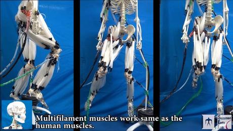 Músculos artificiales que funcionan como los de verdad para mover un esqueleto.