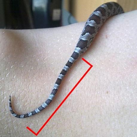 ¿Dónde empieza la cola de una serpiente?