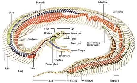 ¿Dónde empieza la cola de una serpiente?