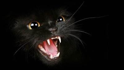 Gatos Negros, ¿mascotas del diablo?