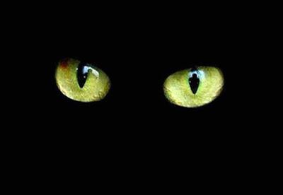 Gatos Negros, ¿mascotas del diablo?