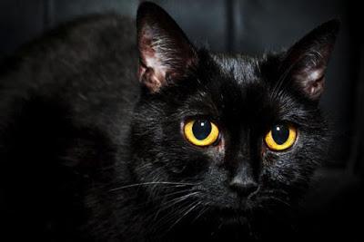 Gatos Negros, ¿mascotas del diablo?