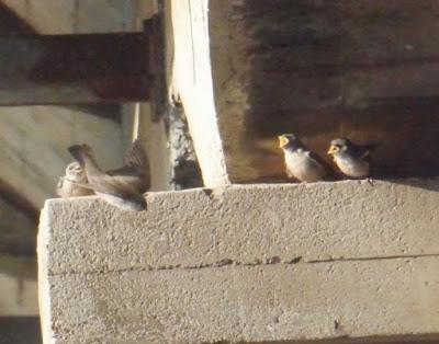 Pollos de avión roquero