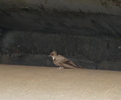Pollos de avión roquero