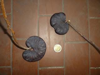 ¿Que árbol es este ?. Frutos que nos permiten identificar los árboles mas comunes. Parte 1