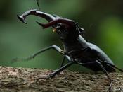 niños jugaban vacalorias