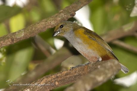 Tangará alcalde (Chestnut-bellied euphonia) Euphonia pectoralis