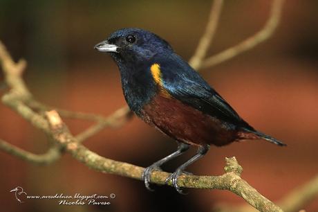 Tangará alcalde (Chestnut-bellied euphonia) Euphonia pectoralis