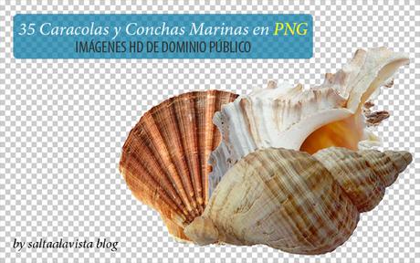 35_png_images_of_shells_and_seashells_by_saltaalavista_blog