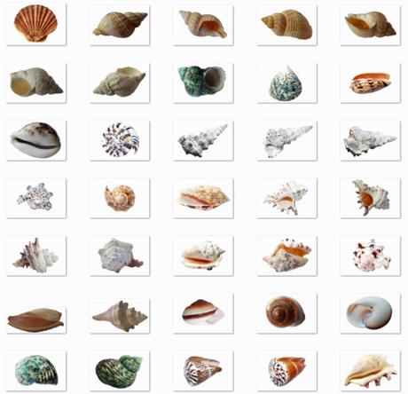 35_png_images_of_shells_and_seashells_preview_by_saltaalavista_blog