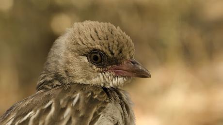 Los pájaros salvajes que buscan miel para los hombres - Wild honey birds looking for men.