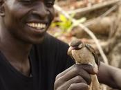 pájaros salvajes buscan miel para hombres Wild honey birds looking men.