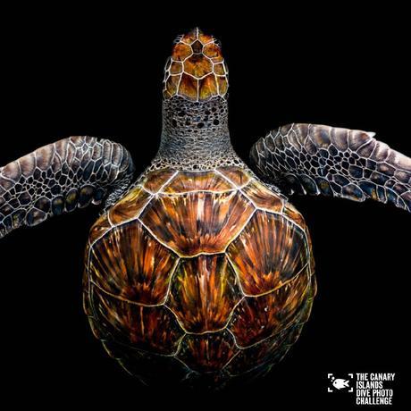 Éstas son las imágenes vencedoras del certamen ‘The Canary Islands Dive Photo Challenge’ Pedro Carrillook5