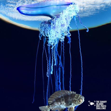 Éstas son las imágenes vencedoras del certamen ‘The Canary Islands Dive Photo Challenge’ Eduardo Acevedo Ok3