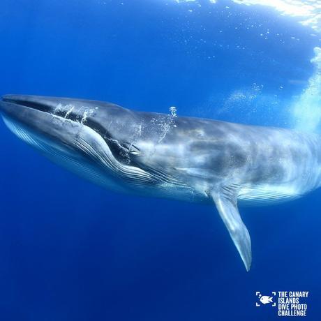 Éstas son las imágenes vencedoras del certamen ‘The Canary Islands Dive Photo Challenge’ Francisperezok3