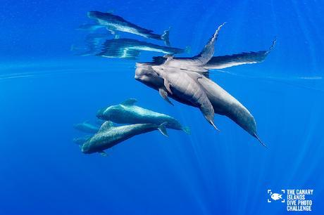 Éstas son las imágenes vencedoras del certamen ‘The Canary Islands Dive Photo Challenge’ Francis Perez2