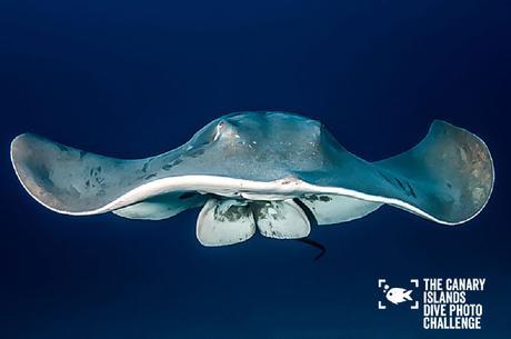 Éstas son las imágenes vencedoras del certamen ‘The Canary Islands Dive Photo Challenge’ Michal Motylewski