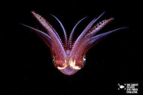 Éstas son las imágenes vencedoras del certamen ‘The Canary Islands Dive Photo Challenge’ Fernando Ros Faig