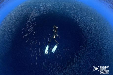 Éstas son las imágenes vencedoras del certamen ‘The Canary Islands Dive Photo Challenge’ Francis Perez3