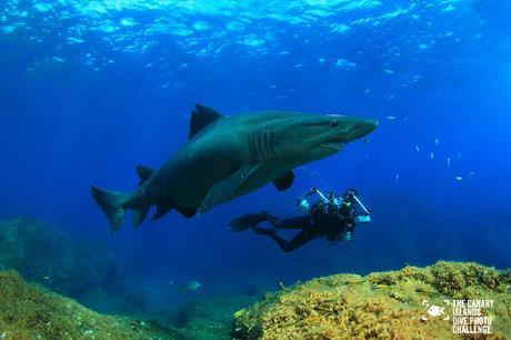 Éstas son las imágenes vencedoras del certamen ‘The Canary Islands Dive Photo Challenge’ Eduardo Acevedo Fernandez3
