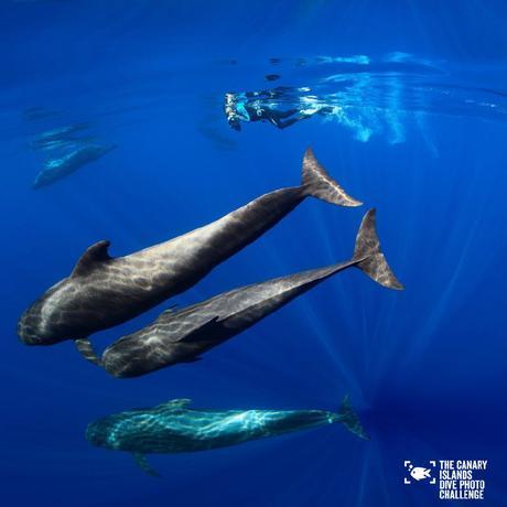 Éstas son las imágenes vencedoras del certamen ‘The Canary Islands Dive Photo Challenge’ Eduardo Acevedo Ok5