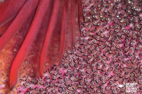 Éstas son las imágenes vencedoras del certamen ‘The Canary Islands Dive Photo Challenge’ Irene Perez Santana