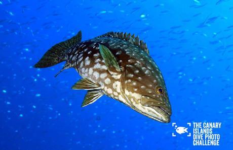 Éstas son las imágenes vencedoras del certamen ‘The Canary Islands Dive Photo Challenge’ Jaime Romero Perez5