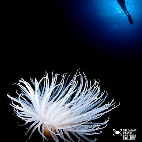 Éstas son las imágenes vencedoras del certamen ‘The Canary Islands Dive Photo Challenge’ Pedro Carrillook4