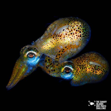 Éstas son las imágenes vencedoras del certamen ‘The Canary Islands Dive Photo Challenge’ Pedro Carrillook3