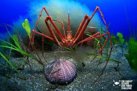 Éstas son las imágenes vencedoras del certamen ‘The Canary Islands Dive Photo Challenge’ Arturo Telle Thiemann3