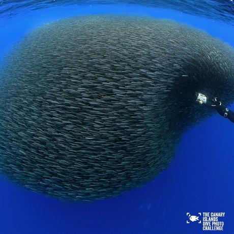 Éstas son las imágenes vencedoras del certamen ‘The Canary Islands Dive Photo Challenge’ Francisperezok2