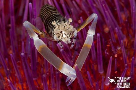 Éstas son las imágenes vencedoras del certamen ‘The Canary Islands Dive Photo Challenge’ Carlos Suarez Medina