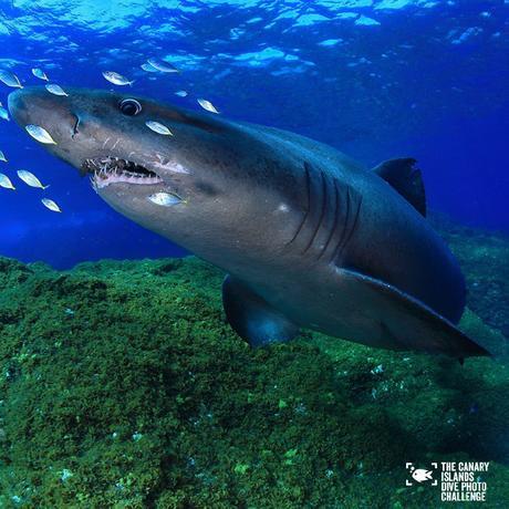 Éstas son las imágenes vencedoras del certamen ‘The Canary Islands Dive Photo Challenge’ Francisperezok5