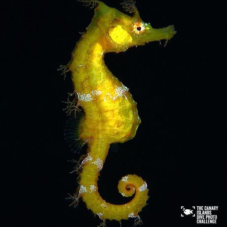 Éstas son las imágenes vencedoras del certamen ‘The Canary Islands Dive Photo Challenge’ Francisperezok1