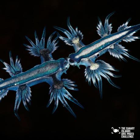 Éstas son las imágenes vencedoras del certamen ‘The Canary Islands Dive Photo Challenge’ Eduardo Acevedo Ok4