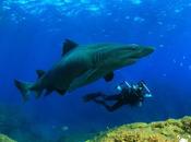 Éstas imágenes vencedoras certamen ‘The Canary Islands Dive Photo Challenge’