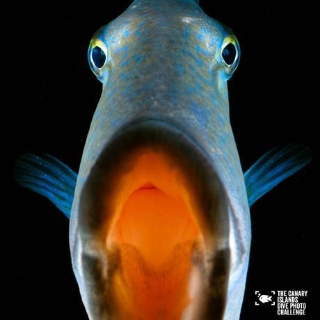 Éstas son las imágenes vencedoras del certamen ‘The Canary Islands Dive Photo Challenge’ Pedro Carrillook2
