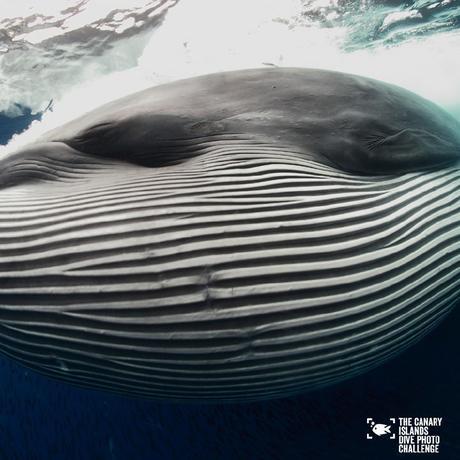 Éstas son las imágenes vencedoras del certamen ‘The Canary Islands Dive Photo Challenge’ Eduardo Acevedo Ok2