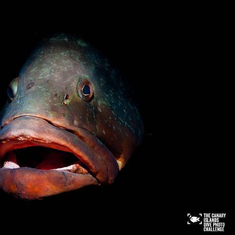 Éstas son las imágenes vencedoras del certamen ‘The Canary Islands Dive Photo Challenge’ Pedro Carrillook1